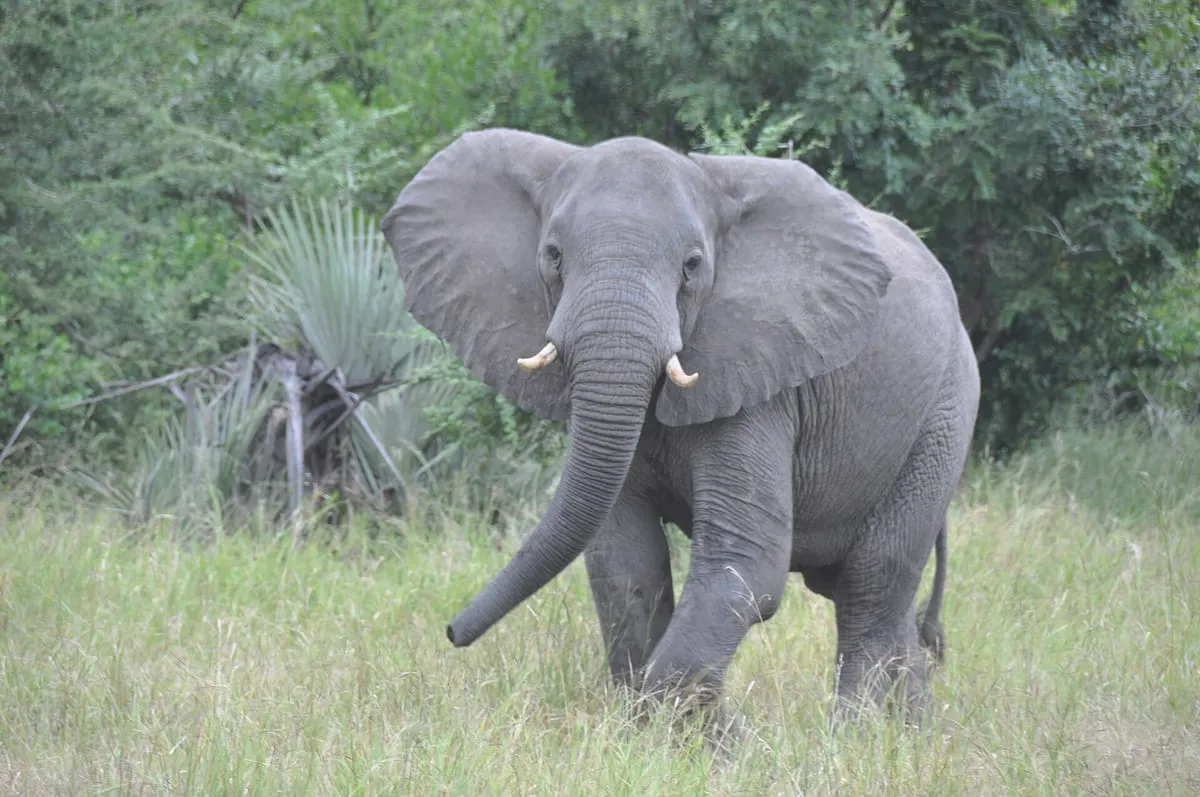 Elephant in Gorongosa National Park