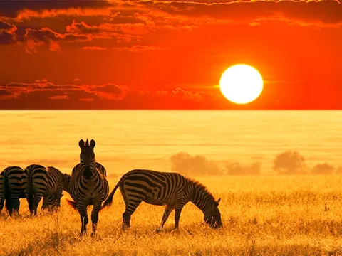 Zebras on the savannah at sunset