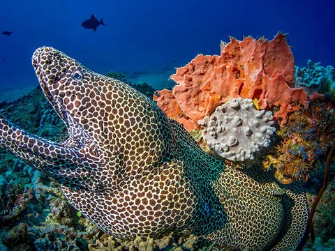Moray eel among colourful corals on a reef