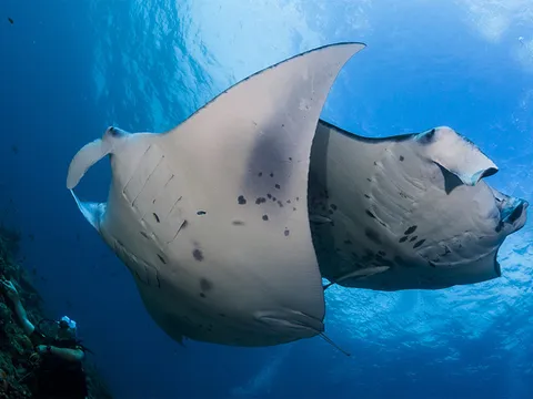 Two manta rays swimming past a reef, with a diver in the background