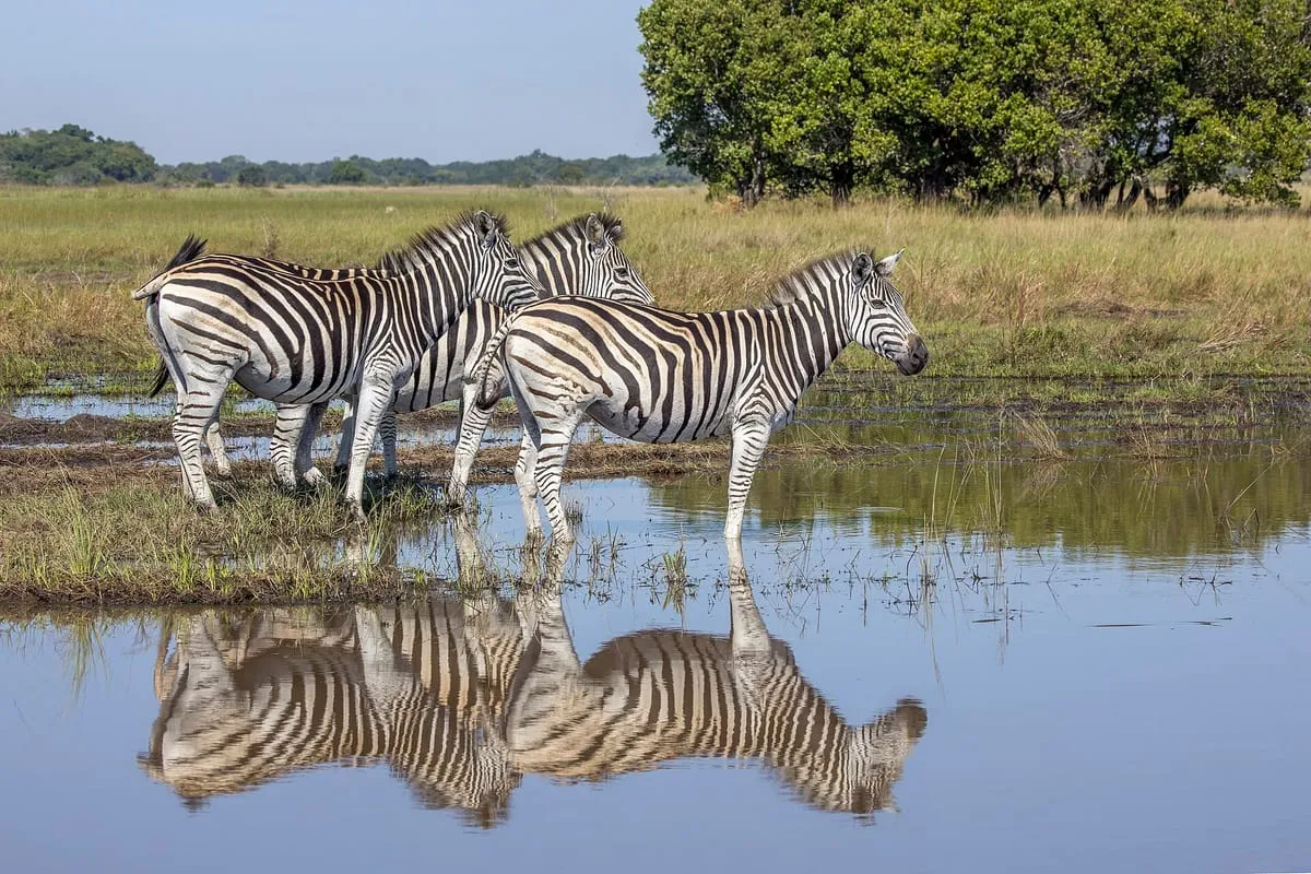 Zebras at a waterhole in the Maputo Special Reserve