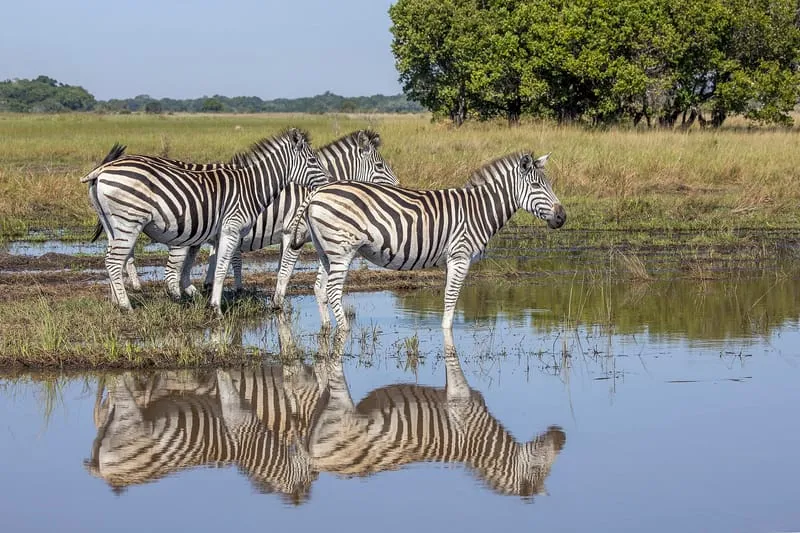 Zebras at a waterhole in the Maputo Special Reserve